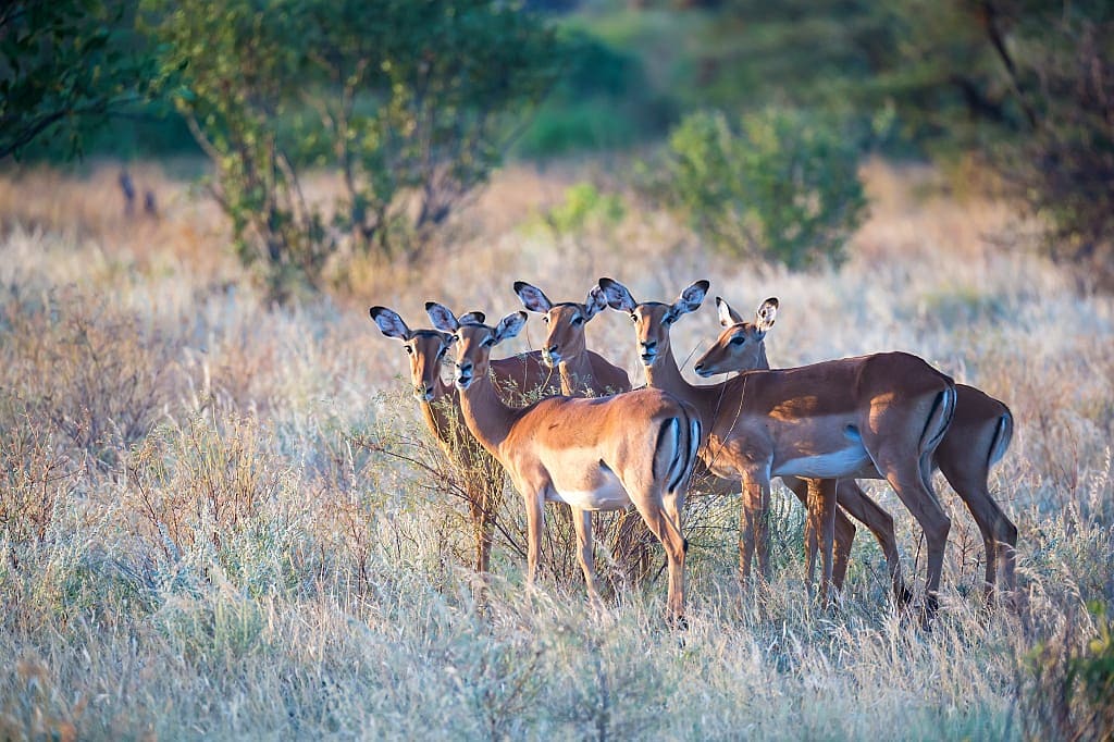 Impalas in Samuru National Reserve, Kenya