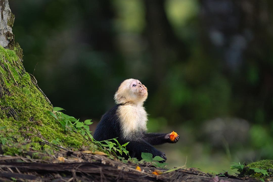 Capuchin monkey in the rainforest of Colombia.