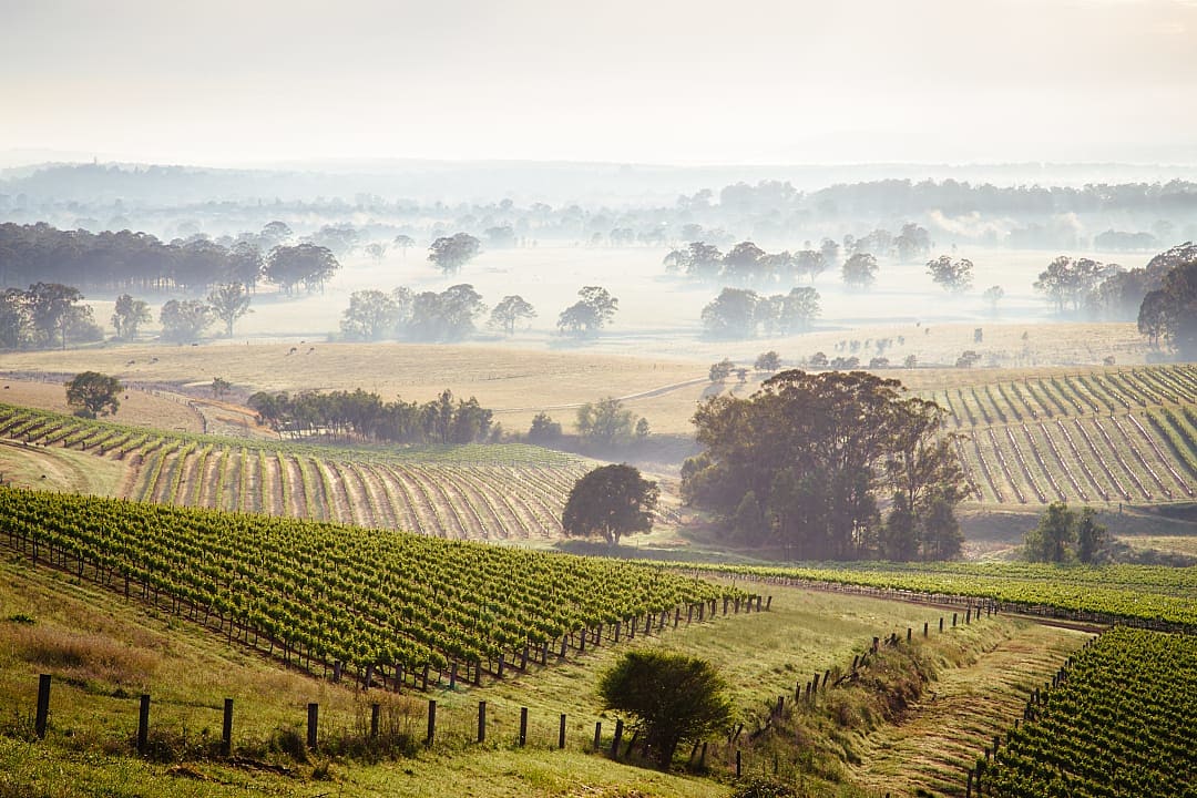 Some vineyards in the Hunter Valley, Australia.