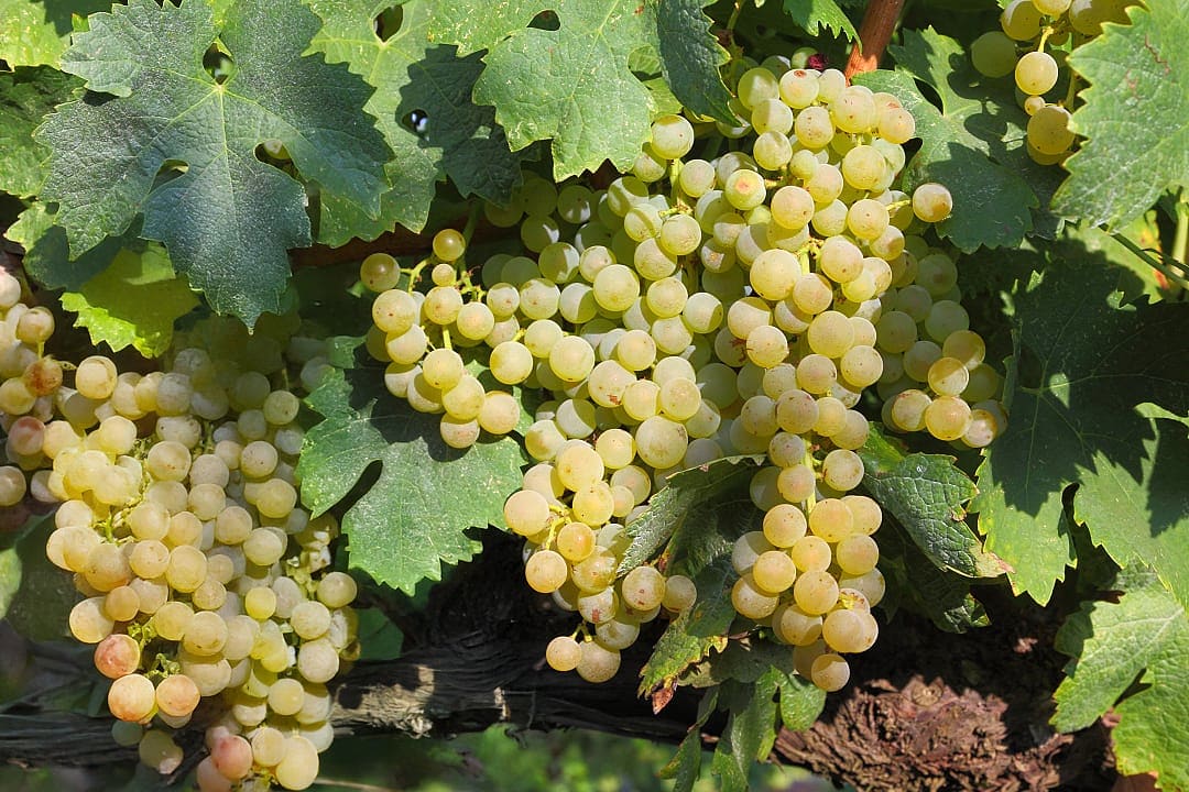 Close-up of ripe trebbiano grapes growing on the vine in a sunny vineyard, surrounded by green leaves
