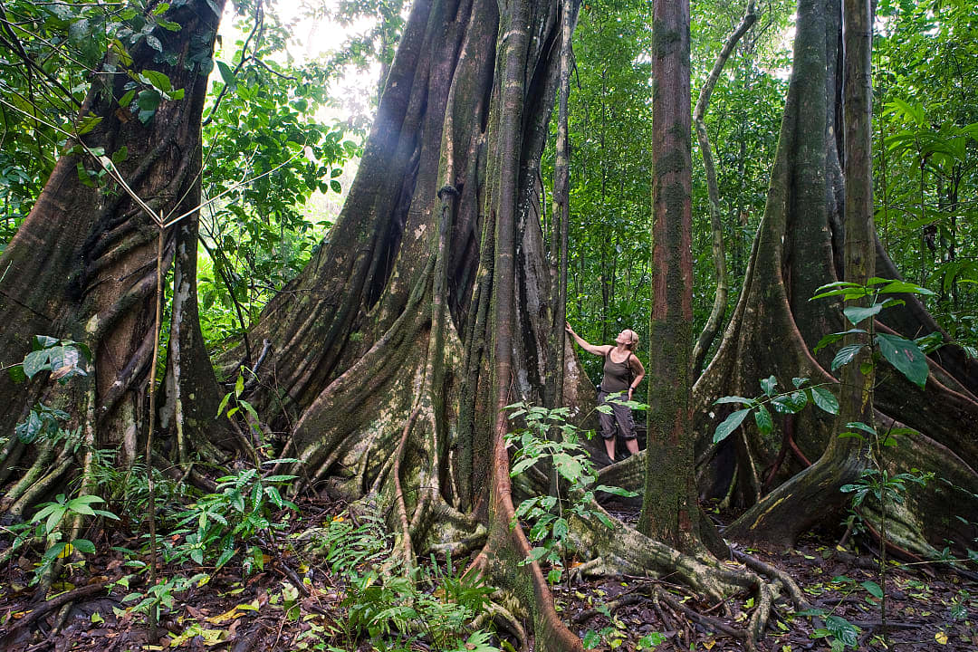 Hiker admiring the trees in Corcovado National Park, Costa Rica