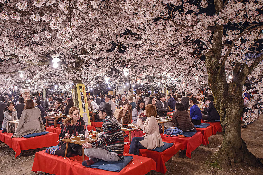 People eating regional cuisine beneath the pink and white blooms of cherry blossoms in Kyoto,  Japan
