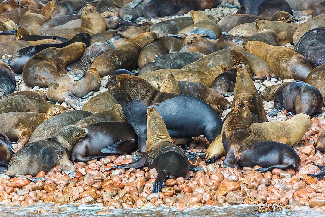 Sea lions in Paracas National Park in Peru