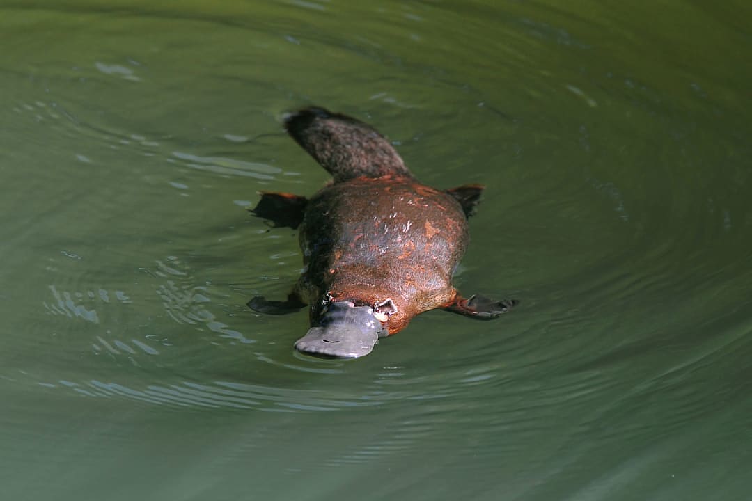 Platypus at Eungella National Park, Australia