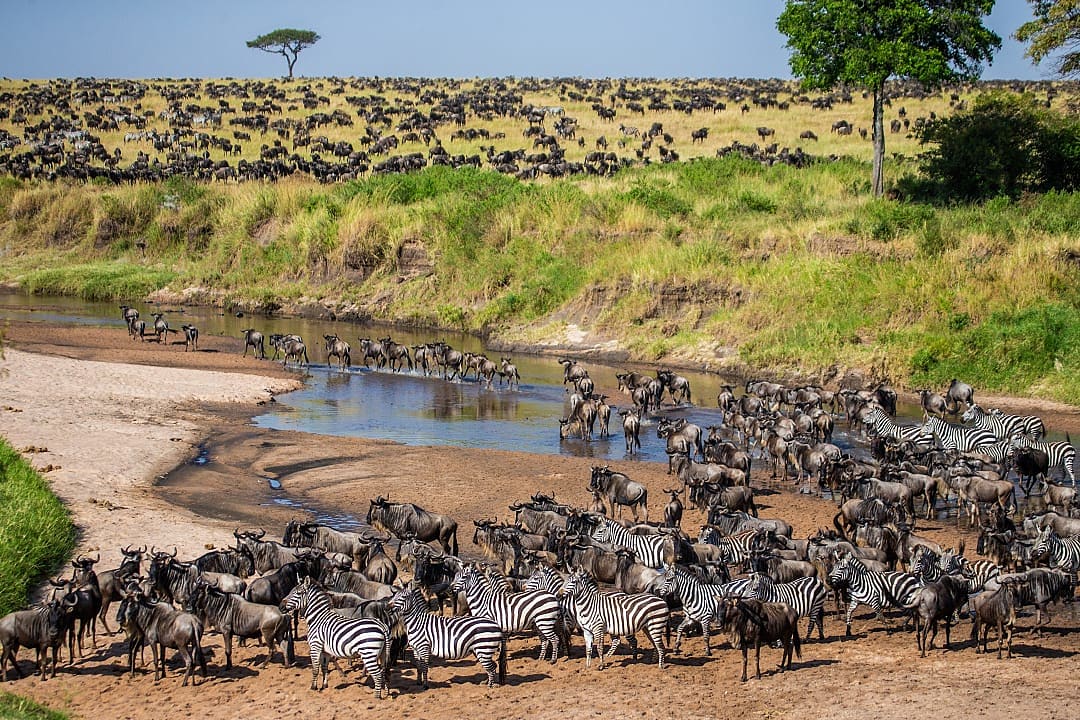 Herd of wildebeest crossing a river during the Great Migration in Maasai Mara National Park, Kenya