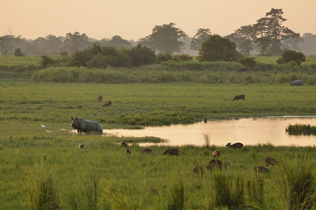 A one-horned rhinoceros stands near a tranquil waterhole in a lush green grassland at golden hour