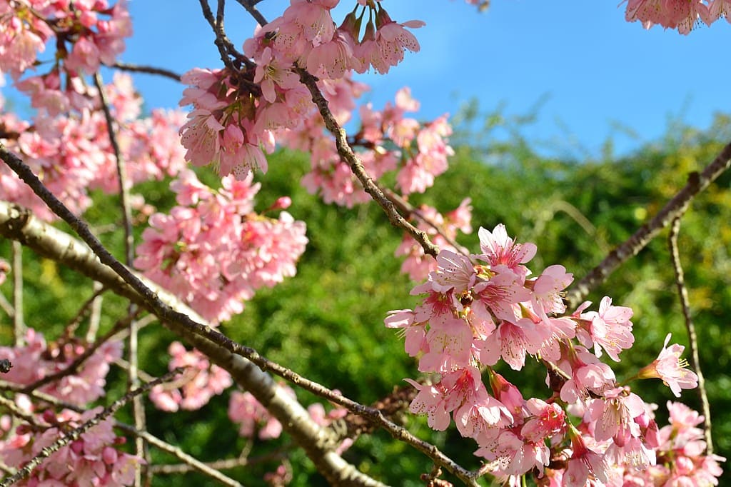 Flowering of cherry blossoms in the botanic garden of Curitiba, Brazil