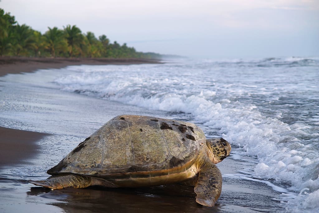 Sea turtle going into the ocean in Tortugero National Park, Costa Rica
