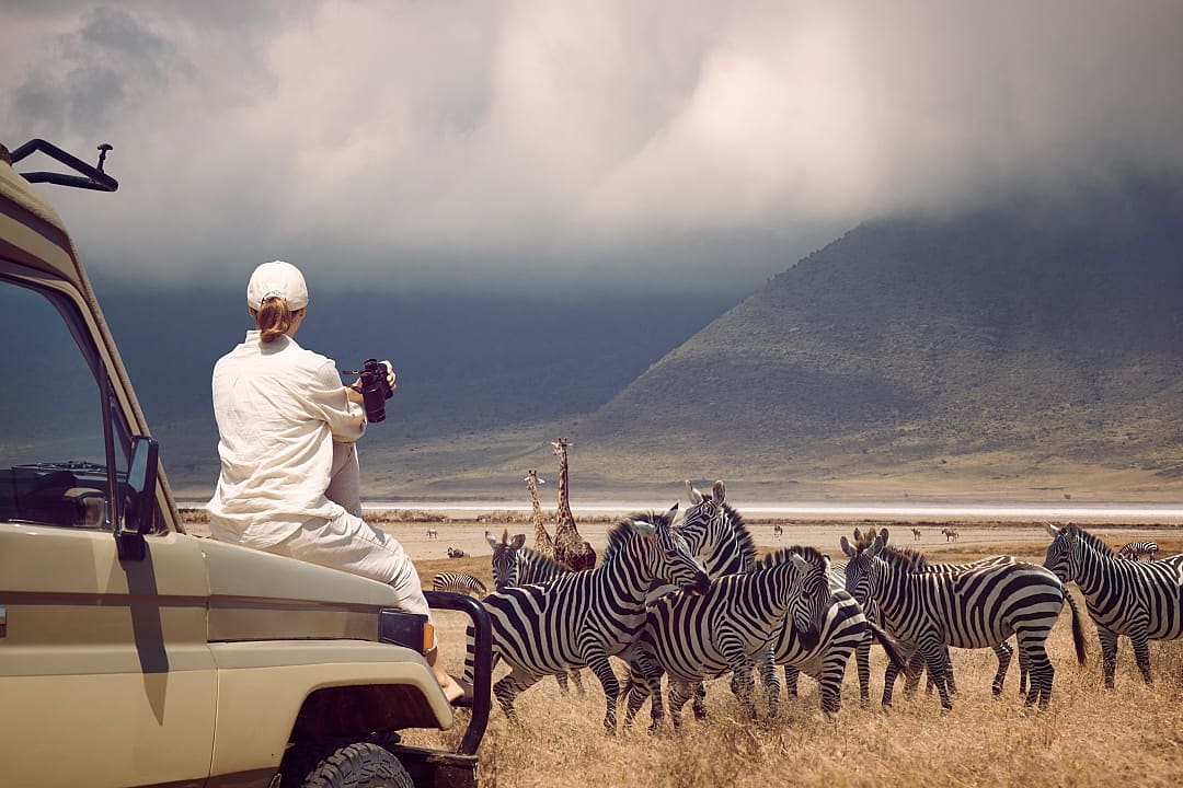 A traveler photographing a herd of zebras from a safari vehicle under a dramatic sky, capturing a quiet moment of connection with wildlife.