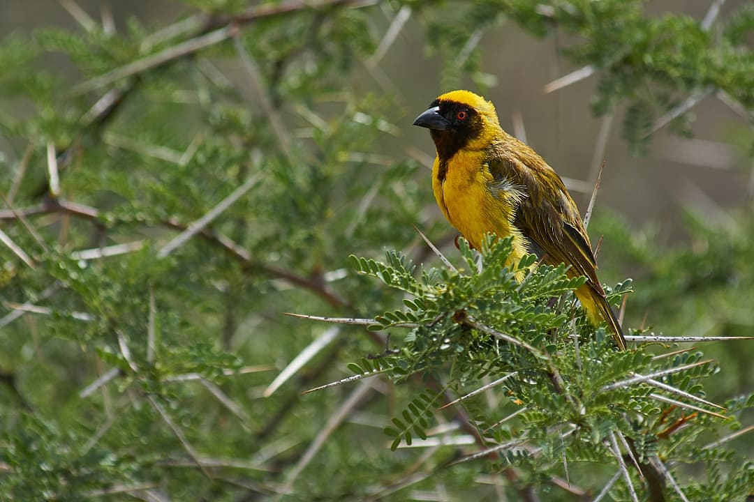 Bird watching in the Golden Gate Highlands National Park, South Africa.