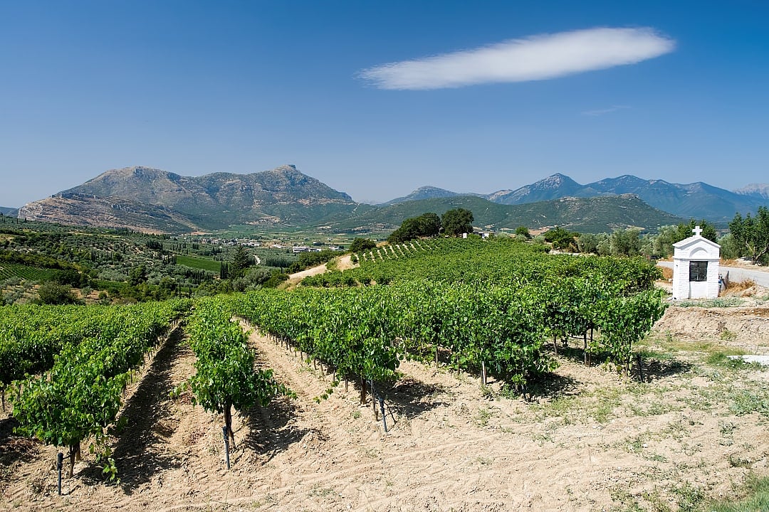 Vineyards in Nemea, Greece
