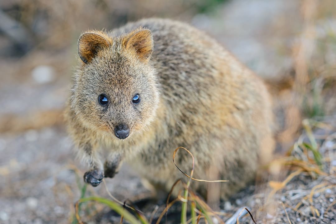 Quokka on Rottnest Island, Western Australia
