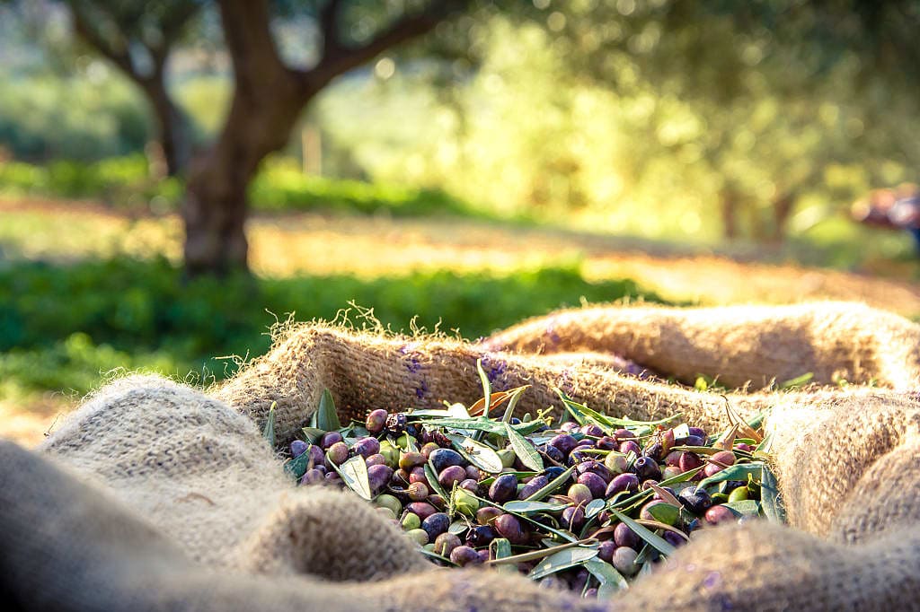 Olives harvested for olive oil production in Crete, Greece.