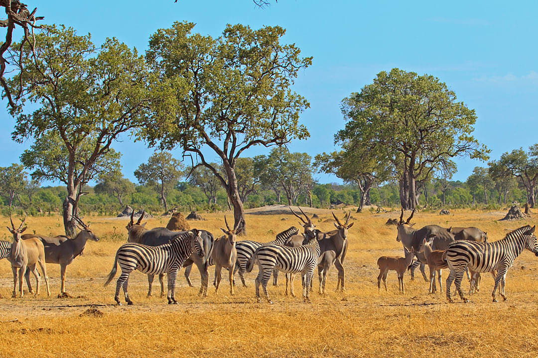 Hwange National Park, Zimbabwe