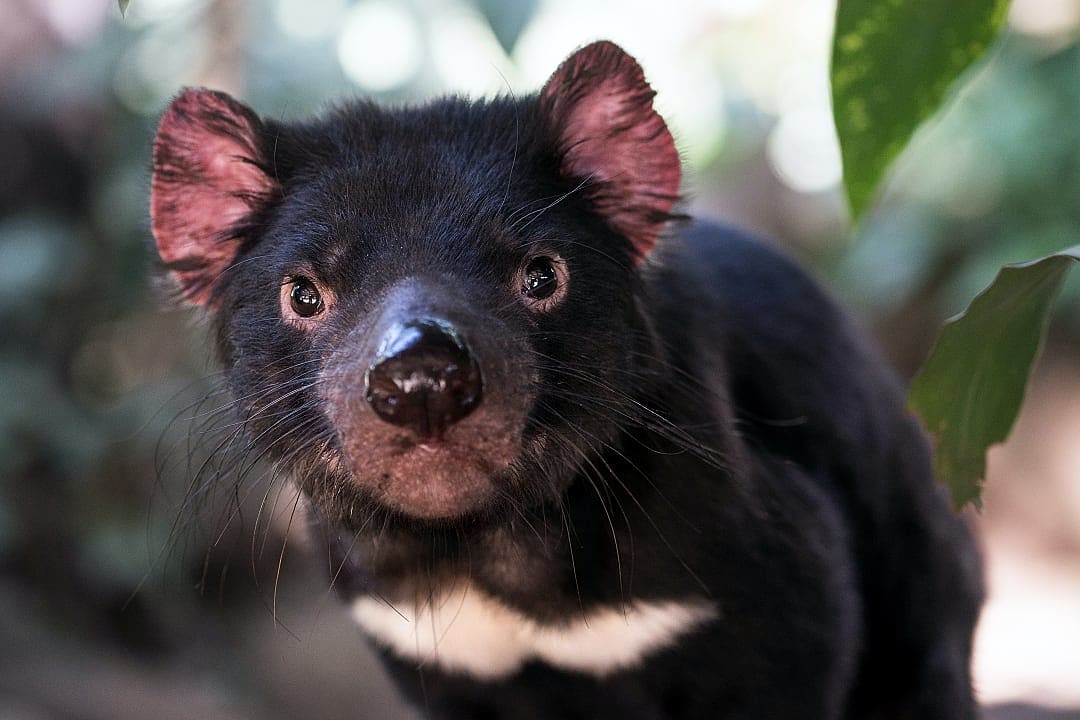 Tasmanian devil in its natural habitat, best observed during Australia's cooler autumn months.