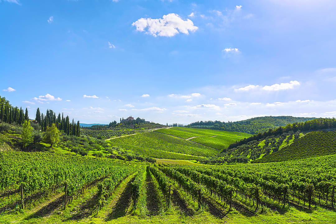 Vineyard in Chianti, Tuscany, Italy.