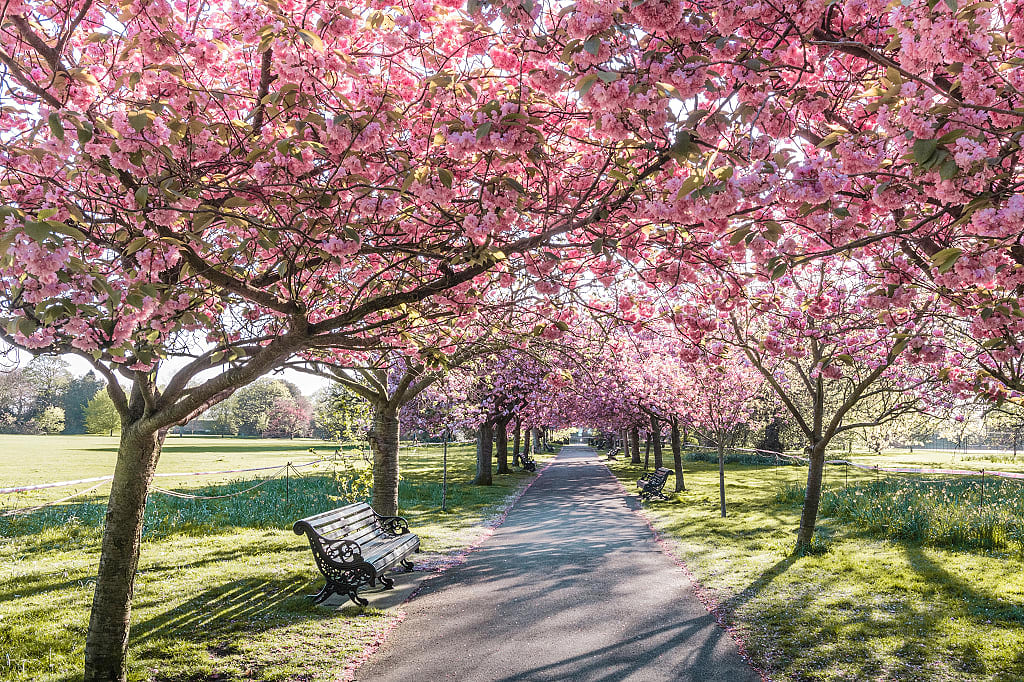 Cherry blossoms blooming in Greenwich Park in London, England