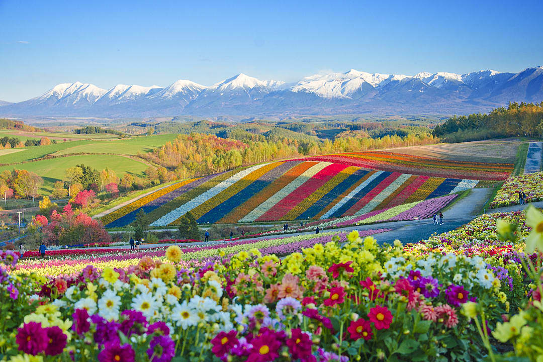 Flower fields in Hokkaido, Japan