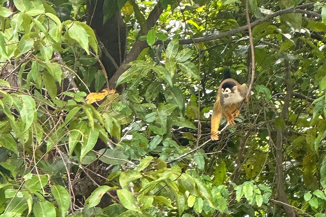 Spider monkey swinging through the trees in Costa Rica