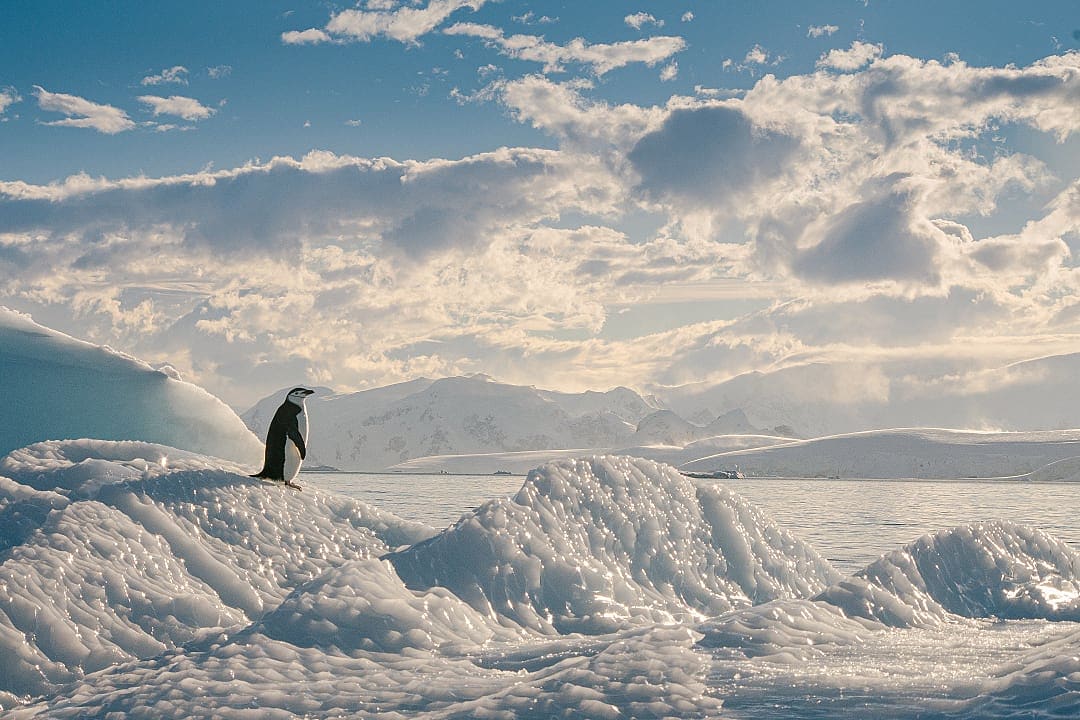 Chinstrap penguin standing on ice in Antarctica