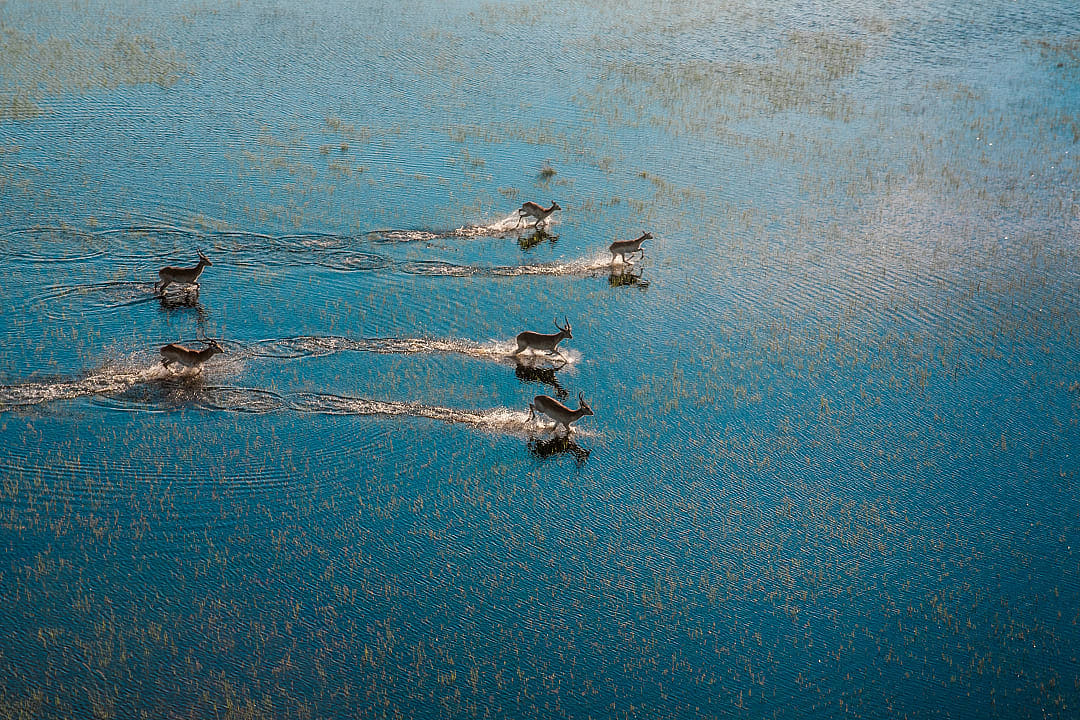 Aerial view of antelopes running across flooded grasslands of Moremi Game reserve in Okavango Delta, Botswana