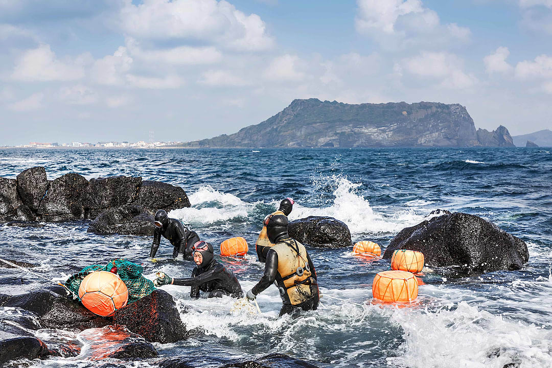 Haenyeo women divers harvesting seafood in the ocean near volcanic rocks on Jeju Island.