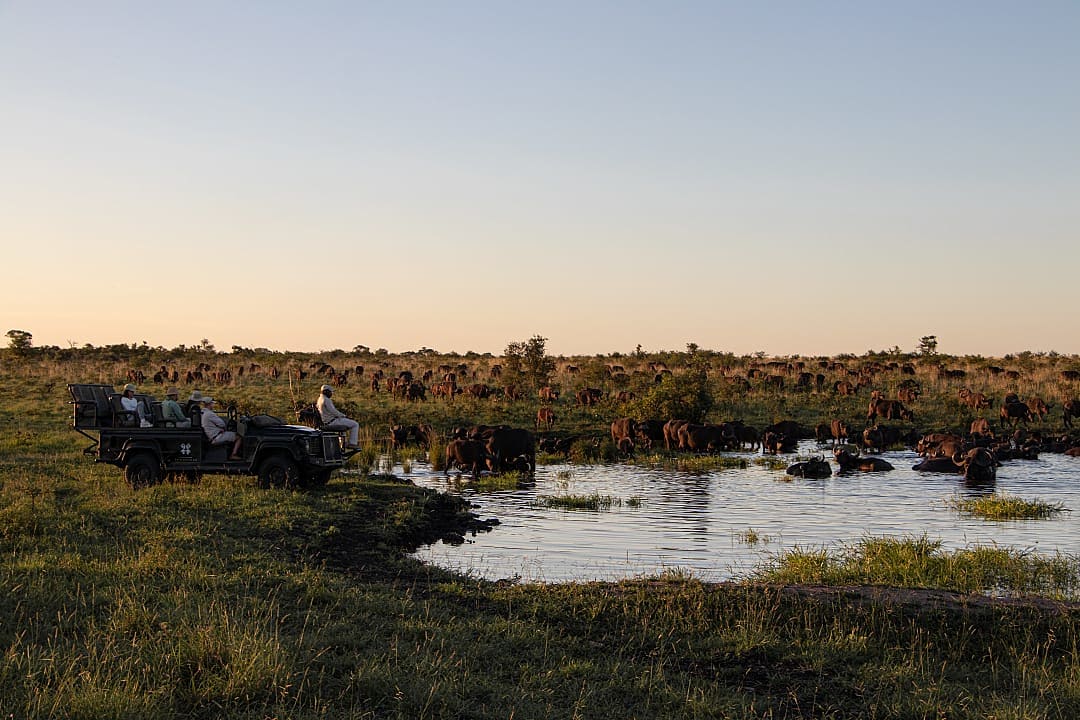 A safari vehicle pauses beside a watering hole as a vast herd of buffalo gathers in the golden light of evening.