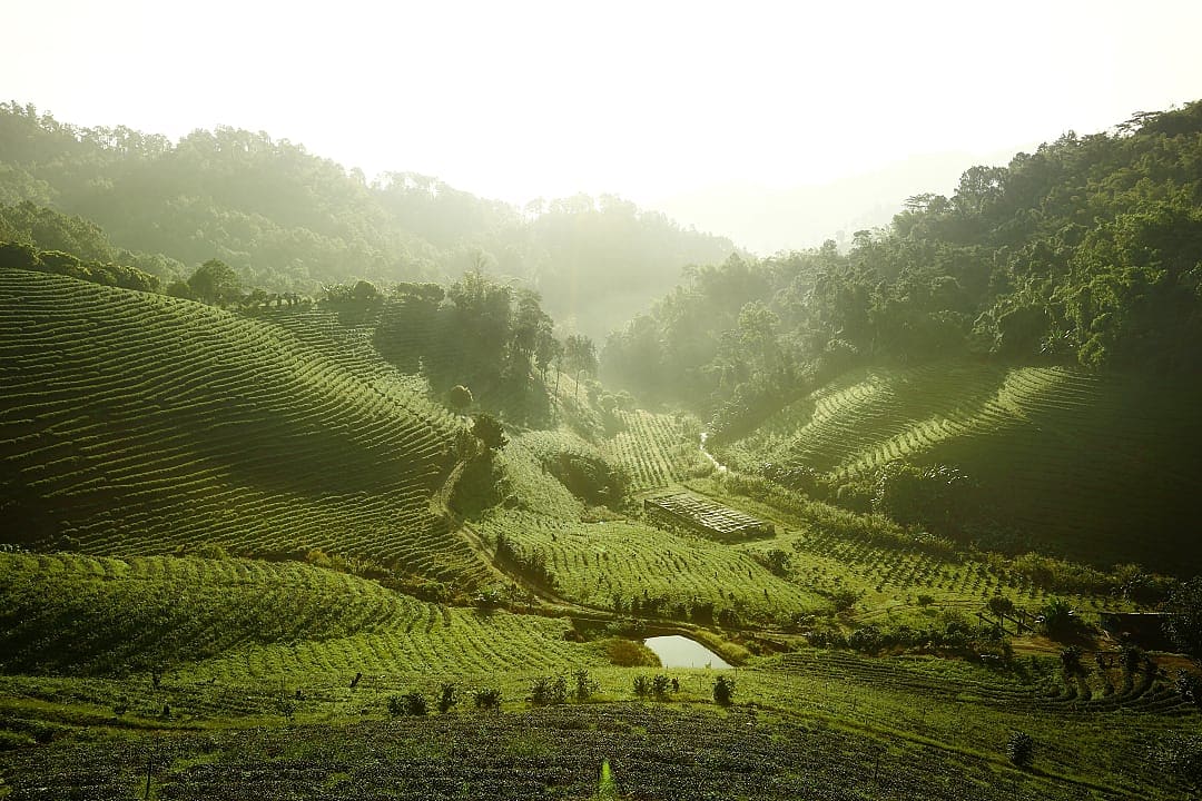 Terraced green hills and misty sunrise in northern Thailand valley.