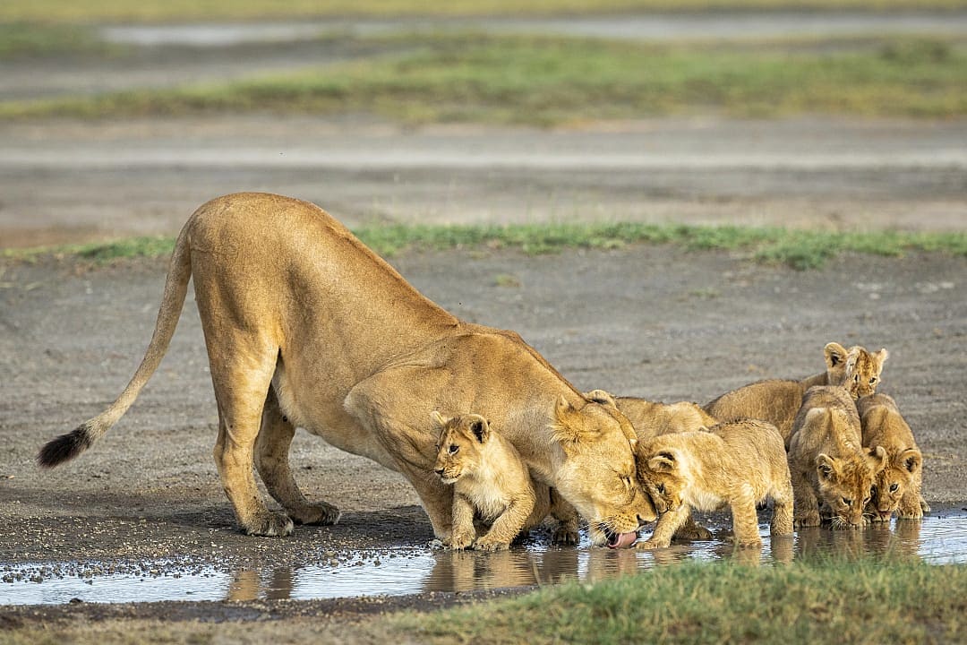 Lioness drinking with her cubs at Ndutu in the Ngorongoro Conservation Area, Tanzania