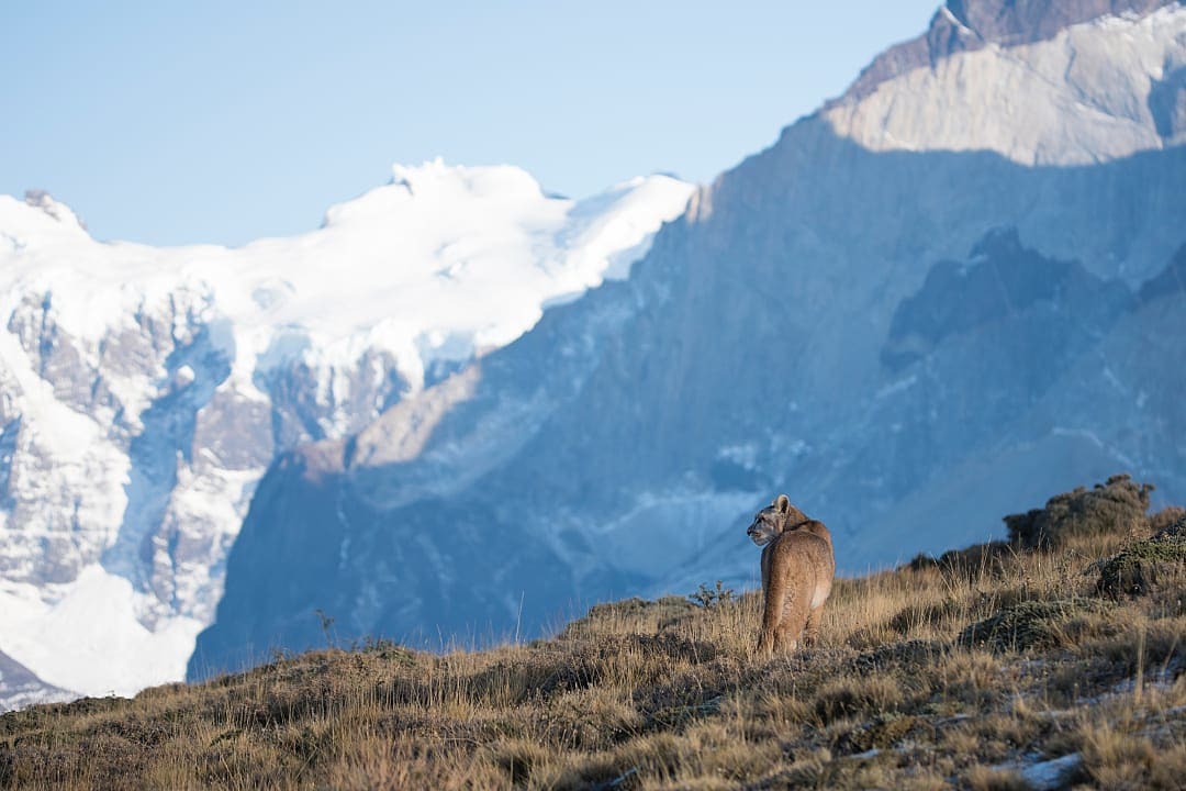 View of a Puma in the Chilean Patagonia