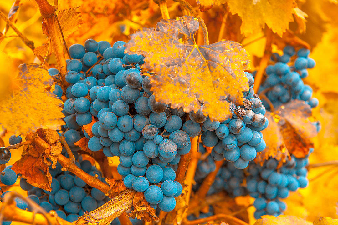 Cabernet Sauvignon grape