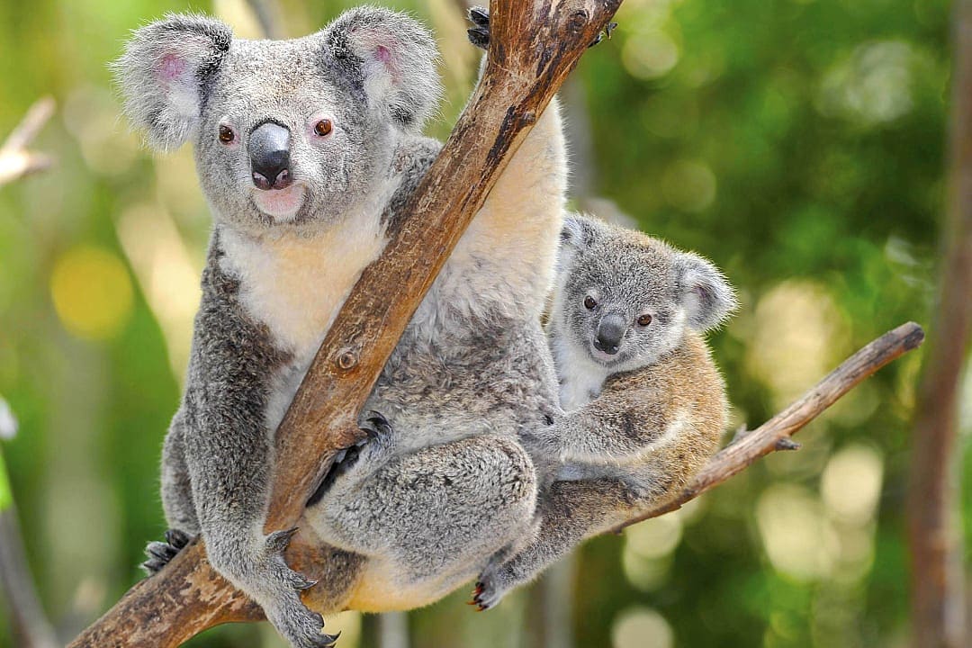 Mama and baby koala in a a tree