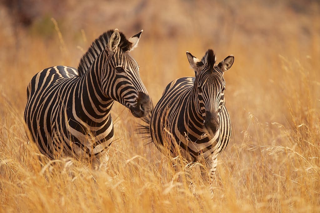 Two zebras in tall grass