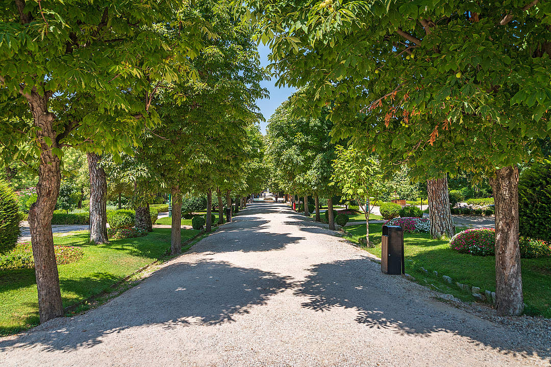 Tree-lined pathway in a serene park with lush greenery and sunlight casting shadows on the ground