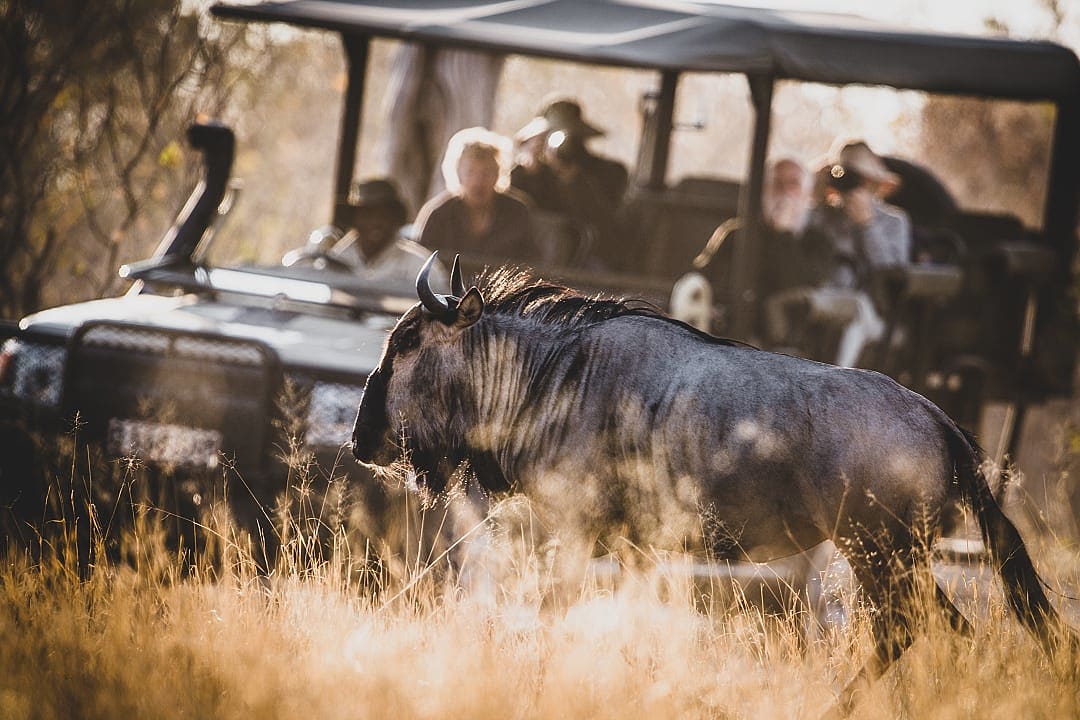 Wildlife in the savanna, Botswana.