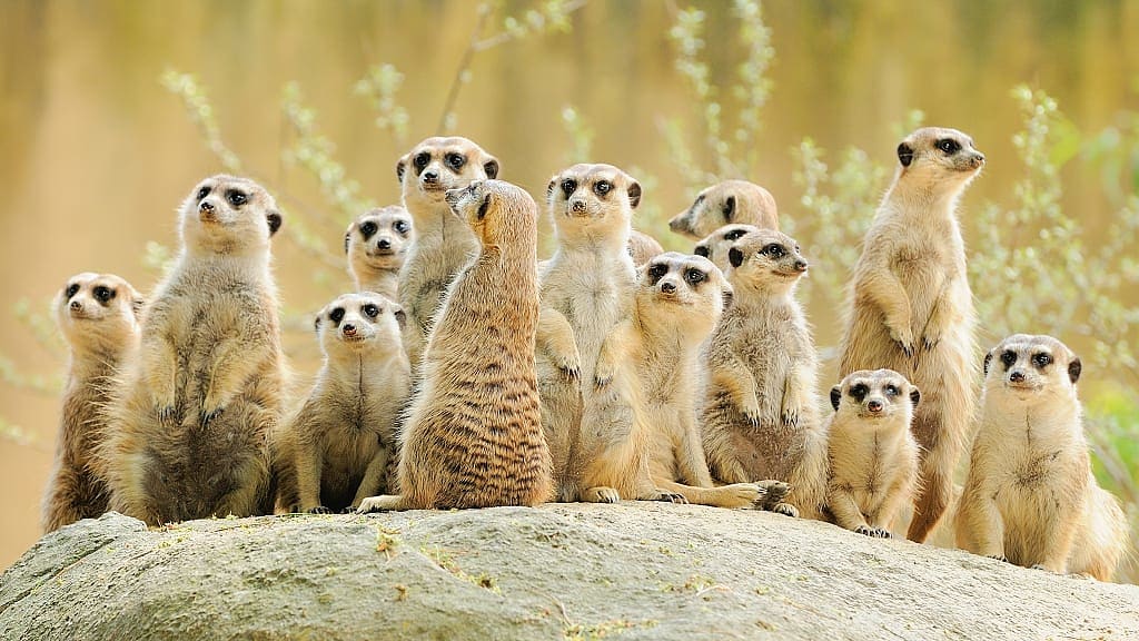 Meerkat family in the Kalahari Desert, South Africa
