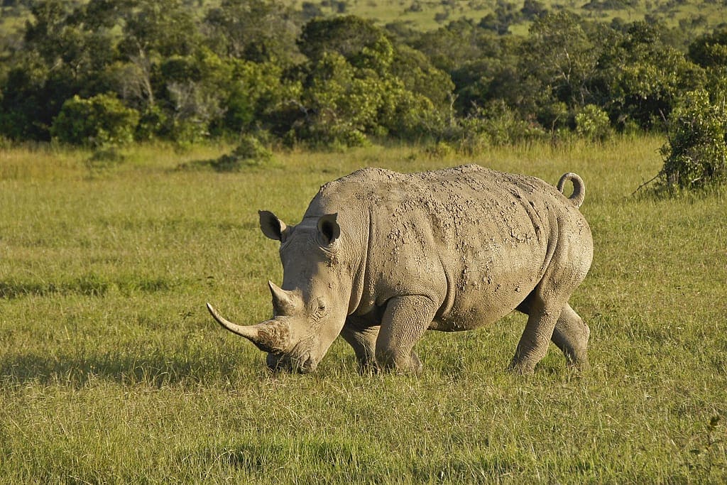 White rhinoceros grazing in late-afternoon light, Ol Pejeta Conservancy, Kenya