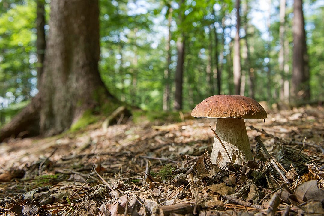 Porcini mushrooms growing in the Ardennes, Belgium.