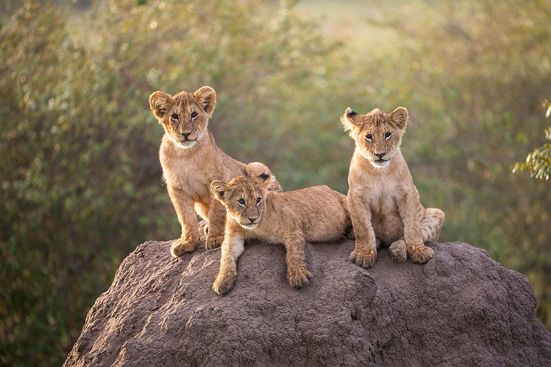 Lions cubs in Masai Mara Game Reserve, Kenya