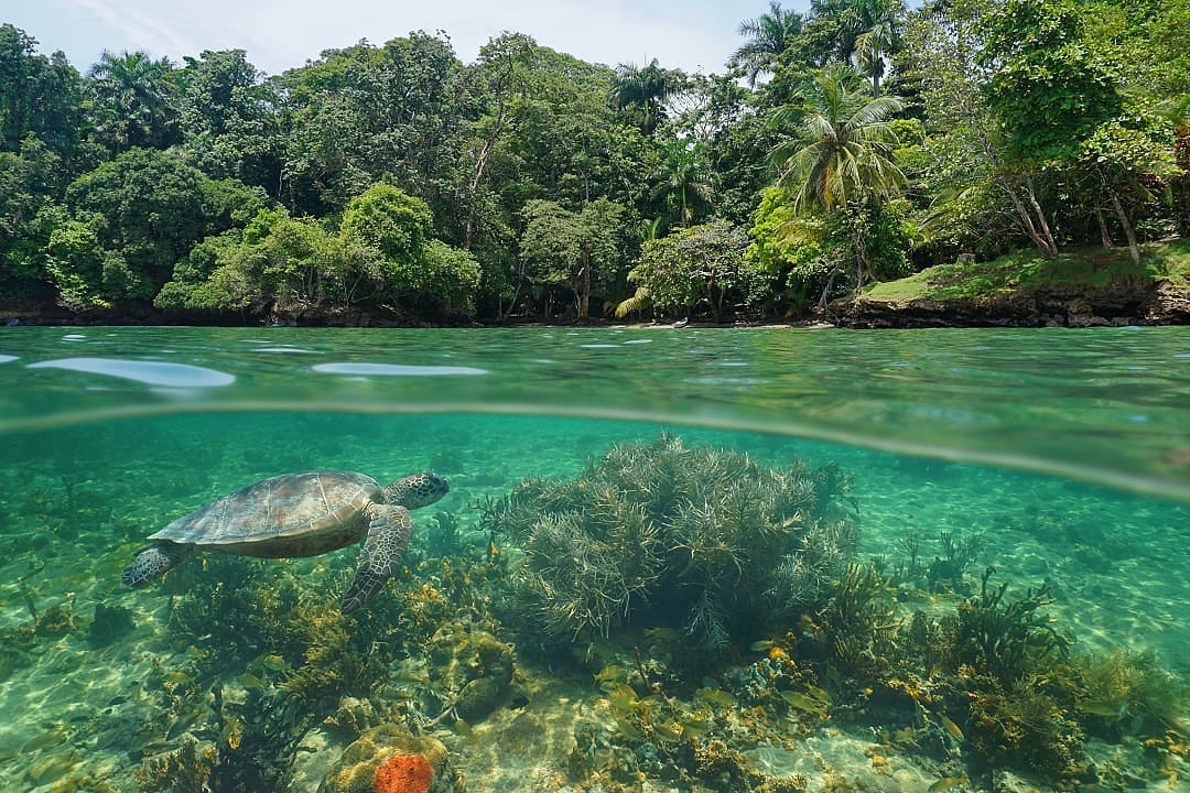 Sea turtle in the tropical coast of Panama