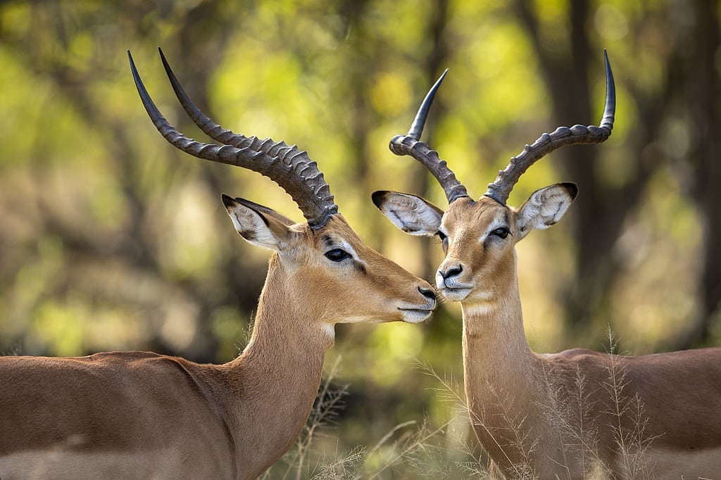 Pair of roe deer in natural habitat