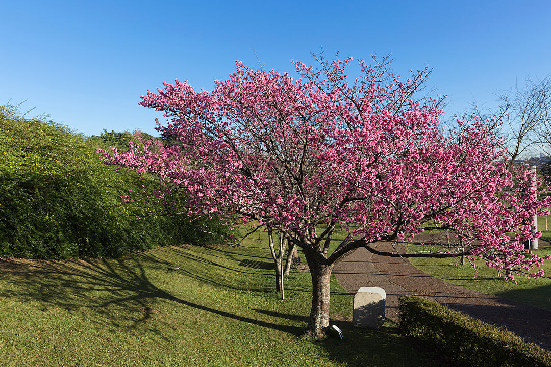 Cherry blossoms in Curitiba Botanic Gardens in Brazil