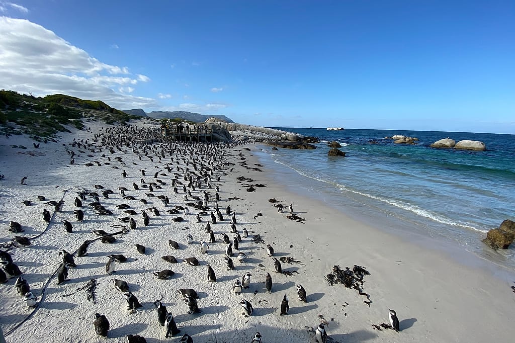 Penguin on Boulders Beach in Simon's Town, South Africa