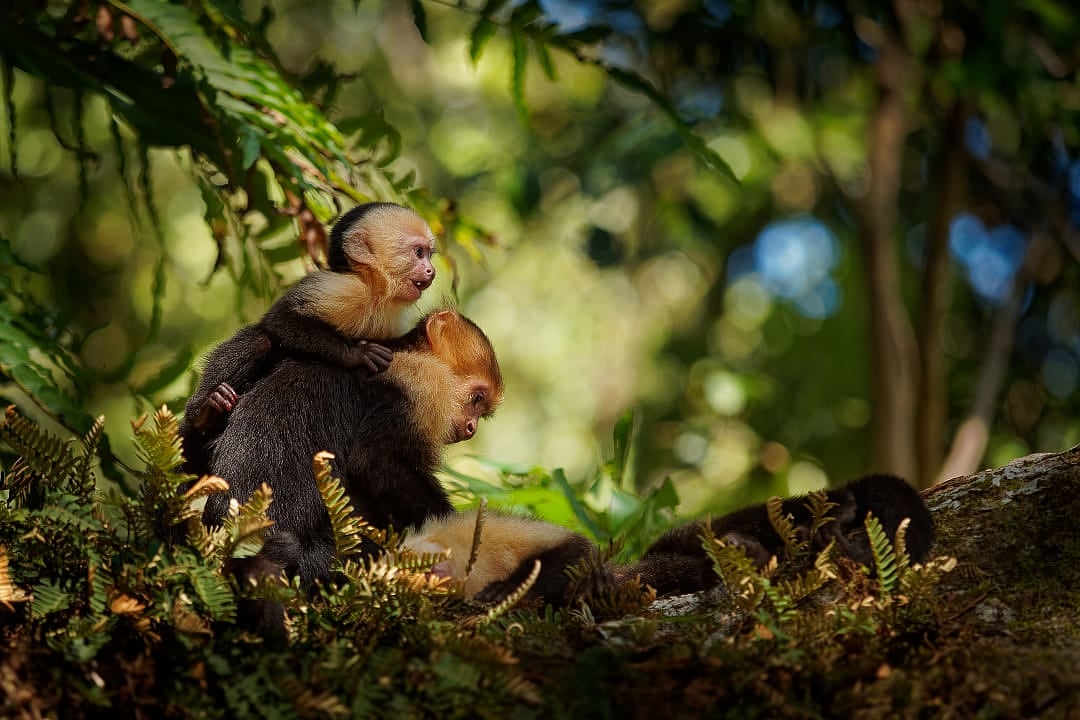 Capuchin monkey seen in the extensive rainforests of Costa Rica.