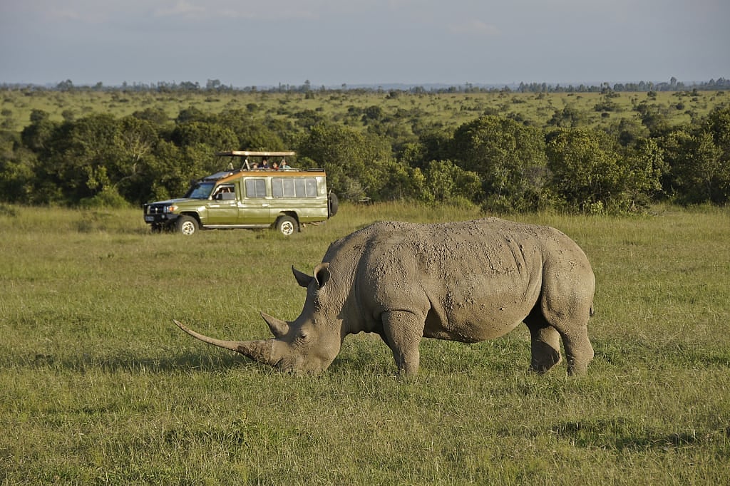 White rhino in Ol Pejeta Conservancy, Kenya