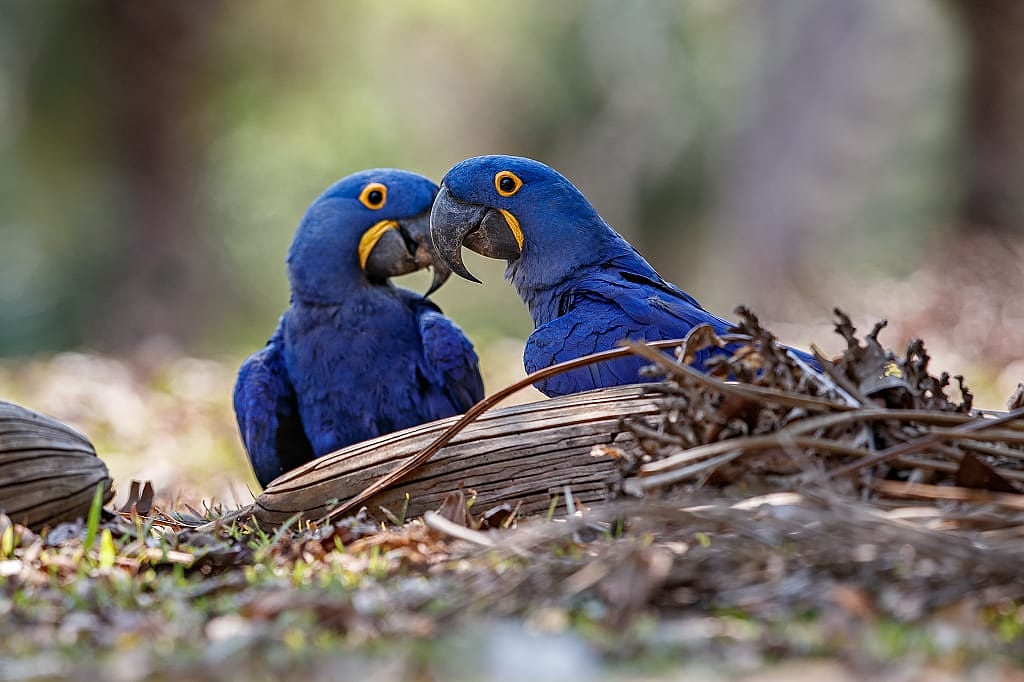 Hyacinth Macaws in Brazil.