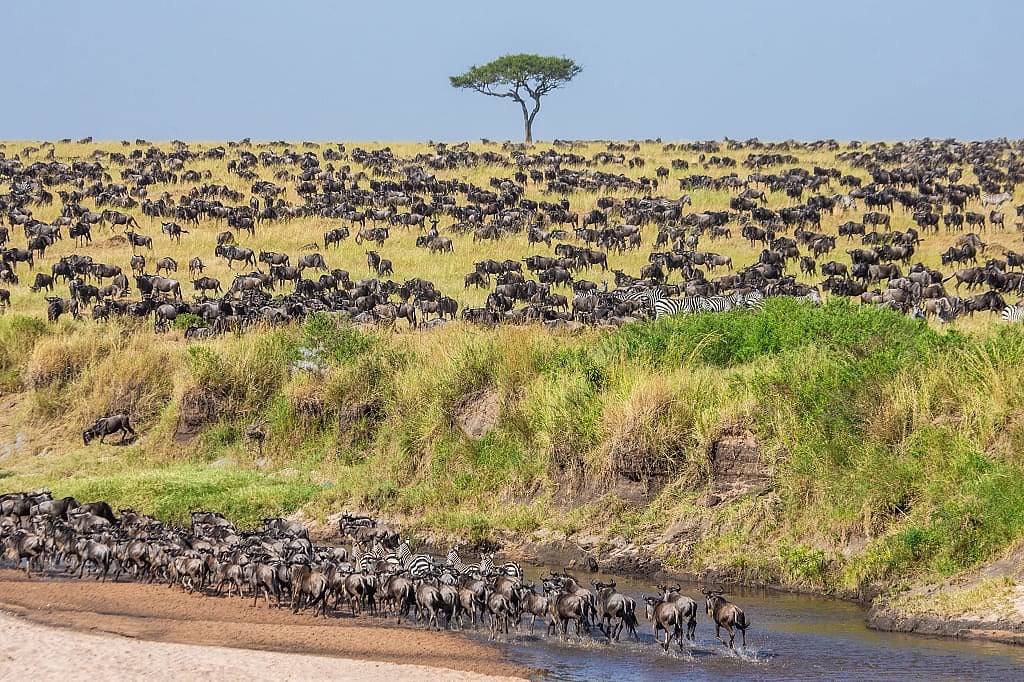 Wildebeest and zebras during the Great Migration