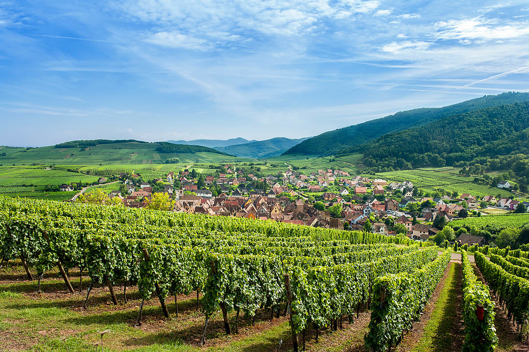 Vineyards surrounding Riquewihr, France