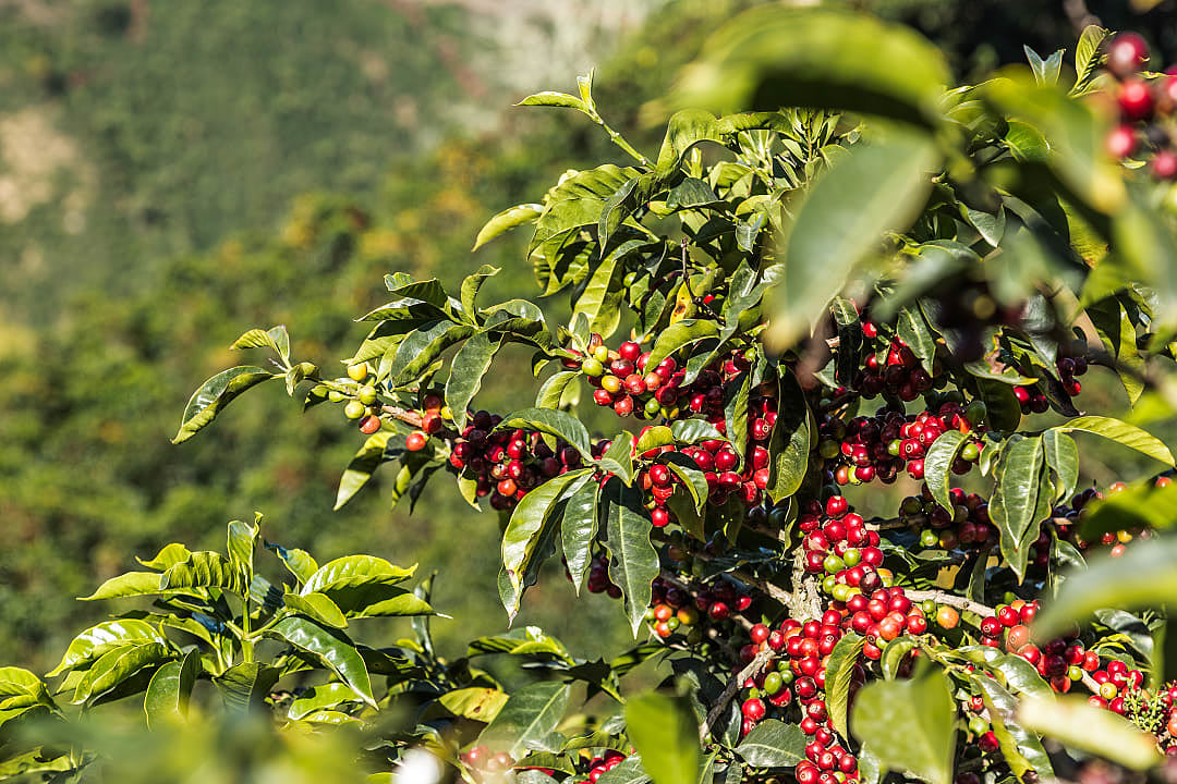 Coffee plantation in Costa Rica