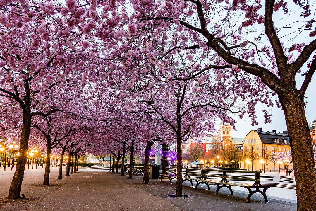 Cherry blossoms in the Kungstradgarden park, Stockholm
